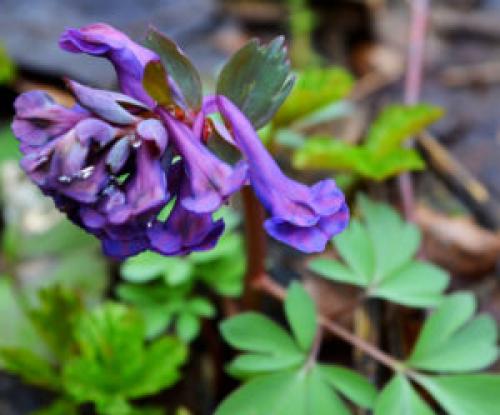 С чем сочетать папоротник. Подбор соседей для папоротника: разнообразие видов