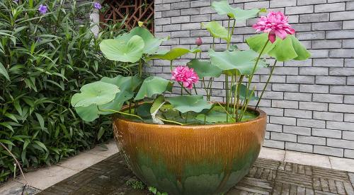 Когда убирать кувшинки на зиму. Как сохранить водяную лилию зимой. Уход в период зимовки 08 Когда убирать кувшинки на зиму. Как сохранить водяную лилию зимой. Уход в период зимовки 08