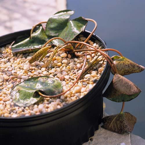 Как ухаживать за кувшинками в домашних условиях. Посадка нимфеи: пошаговая инструкция с фото