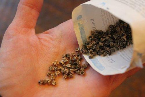 Сколько всходит свекла. Как долго всходит свекла