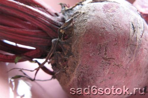 Ранние сорта свеклы. Как выбрать лучший сорт?