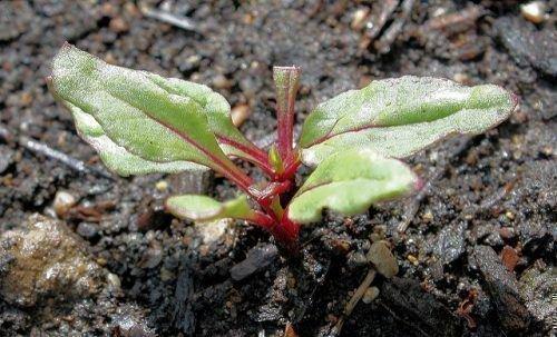 Сколько всходит свекла. Как долго всходит свекла