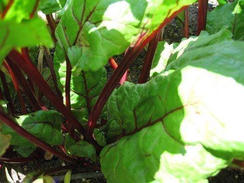 Сколько всходит свекла. Как долго всходит свекла