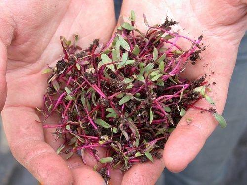 Сколько всходит свекла. Как долго всходит свекла