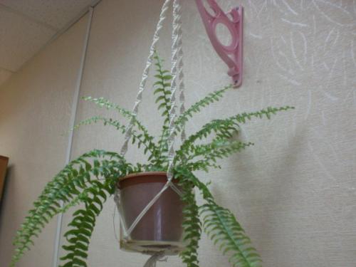 Нужно ли обрезать листья в августе у садового папоротника. Папоротник – многолетняя культура 08