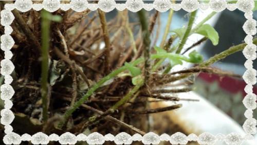 Нужно ли обрезать листья в августе у садового папоротника. Папоротник – многолетняя культура 10