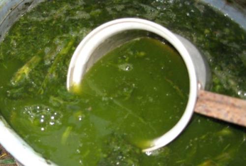 Чем подкормить жимолость весной. Подкормка жимолости органическими удобрениями весной и осенью