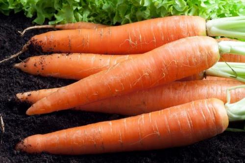 В какое время года растет морковь. Как вырастить морковь в открытом грунте