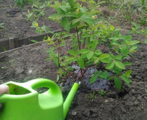 Подкормка жимолости золой. Минеральные