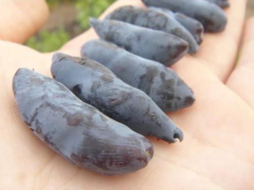 Жимолость бакчарский великан. Неприхотливый крупноплодный сорт жимолости «Бакчарский великан»