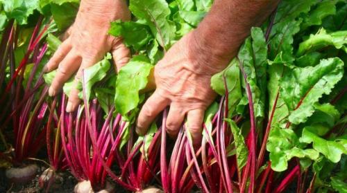 Сколько растет свекла. Нюансы выращивания свеклы