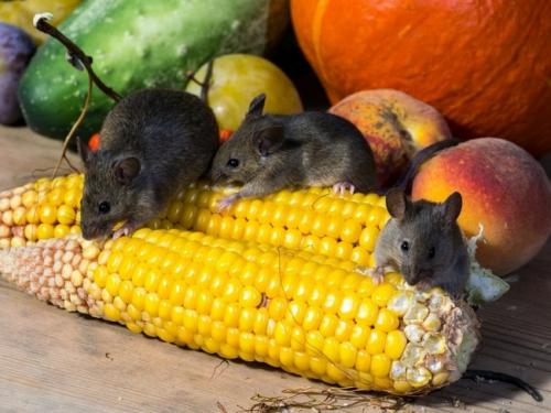 Борьба с мышами на садовом участке. Борьба с мышами на дачном участке: 5 лучших средств