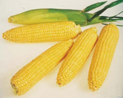 Кукуруза холодостойкое растение. Recent Advances in the Analysis of Cold Tolerance in Maize 09 Кукуруза холодостойкое растение. Recent Advances in the Analysis of Cold Tolerance in Maize 09