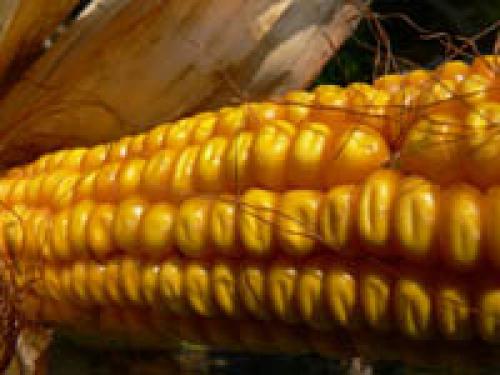 Кукуруза холодостойкое растение. Recent Advances in the Analysis of Cold Tolerance in Maize 12 Кукуруза холодостойкое растение. Recent Advances in the Analysis of Cold Tolerance in Maize 12