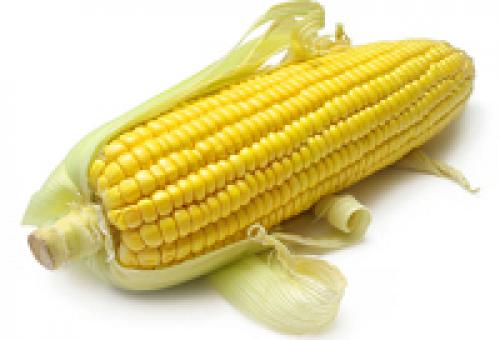 Кукуруза холодостойкое растение. Recent Advances in the Analysis of Cold Tolerance in Maize 10 Кукуруза холодостойкое растение. Recent Advances in the Analysis of Cold Tolerance in Maize 10