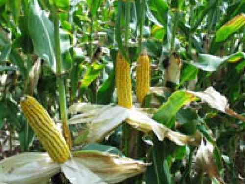 Кукуруза холодостойкое растение. Recent Advances in the Analysis of Cold Tolerance in Maize 13 Кукуруза холодостойкое растение. Recent Advances in the Analysis of Cold Tolerance in Maize 13