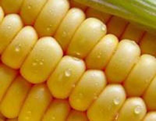Кукуруза холодостойкое растение. Recent Advances in the Analysis of Cold Tolerance in Maize 15 Кукуруза холодостойкое растение. Recent Advances in the Analysis of Cold Tolerance in Maize 15