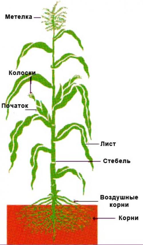 Стебель кукурузы. Ботаническая характеристика кукурузы