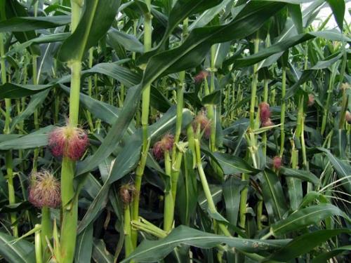 Стебель кукурузы. Ботаническая характеристика кукурузы