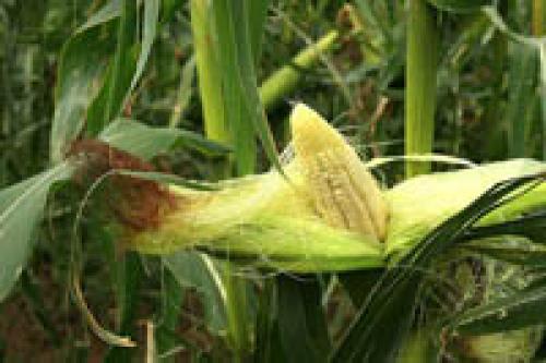 Кукуруза холодостойкое растение. Recent Advances in the Analysis of Cold Tolerance in Maize 16 Кукуруза холодостойкое растение. Recent Advances in the Analysis of Cold Tolerance in Maize 16