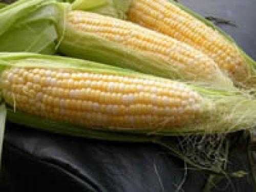 Кукуруза холодостойкое растение. Recent Advances in the Analysis of Cold Tolerance in Maize 14 Кукуруза холодостойкое растение. Recent Advances in the Analysis of Cold Tolerance in Maize 14