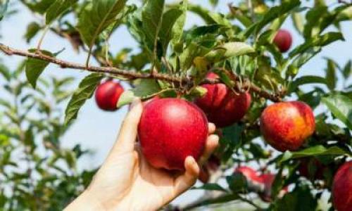 Где хранить ЯБЛОКИ в квартире. Яблоки