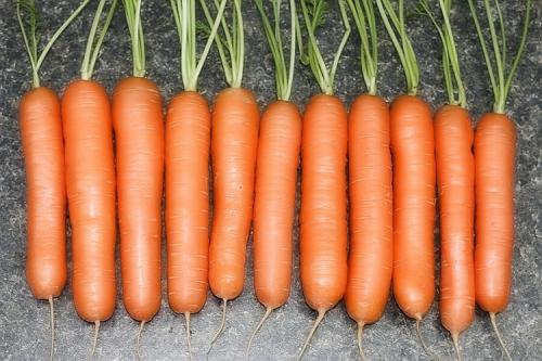В какое время года растет морковь. Выращивание моркови в открытом грунте: правила и рекомендации