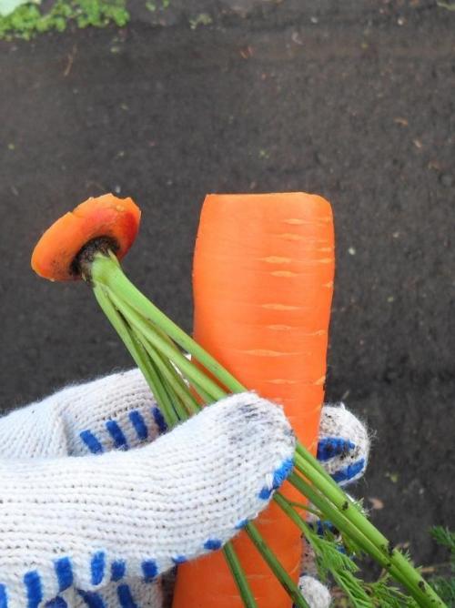 Уборка моркови на хранение на зиму. Уборка корнеплода