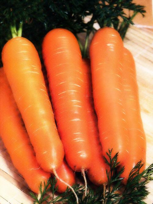 В какое время года растет морковь. Выращивание моркови в открытом грунте: правила и рекомендации