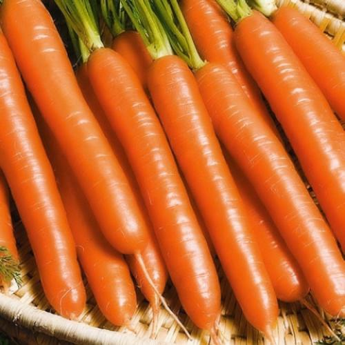 В какое время года растет морковь. Выращивание моркови в открытом грунте: правила и рекомендации