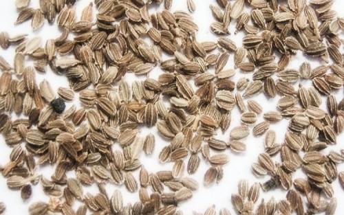 В какое время года растет морковь. Выращивание моркови в открытом грунте: правила и рекомендации