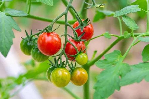 Как правильно замачивать семена перед посадкой — препараты для замачивания 13 Как правильно замачивать семена перед посадкой — препараты для замачивания 13