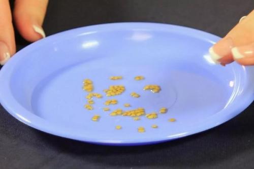 Замачивание семян перца. Как правильно замачивать семена перца в перекиси водорода