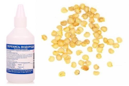 Замачивание семян перца. Как правильно замачивать семена перца в перекиси водорода