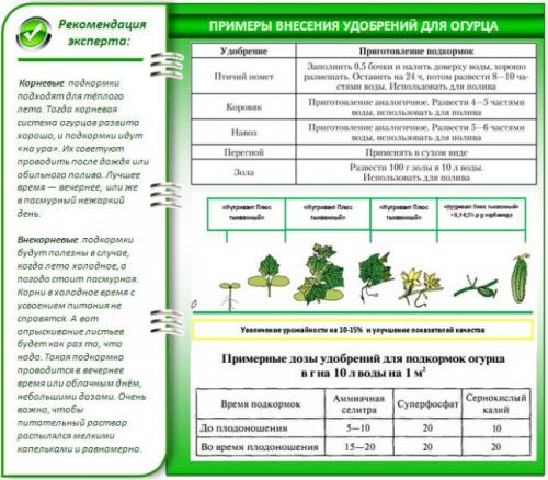 Россия госреестр огурцы индетерминантные. Индетерминантные или детерминантные 02