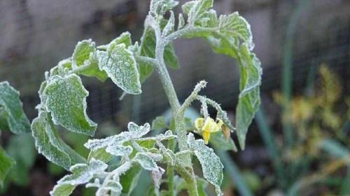 Можно ли поливать саженцы перед заморозками. Надо ли поливать растения перед заморозками? 02 Можно ли поливать саженцы перед заморозками. Надо ли поливать растения перед заморозками? 02