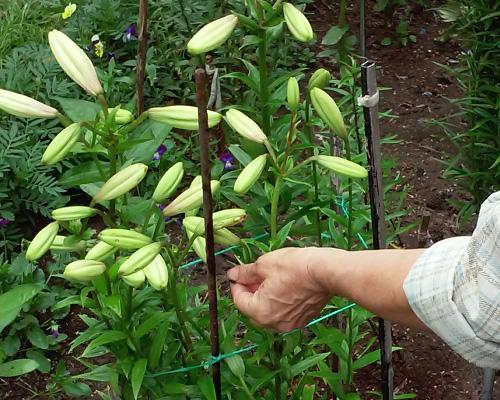 Лилии возвратные заморозки. Посадка лилий