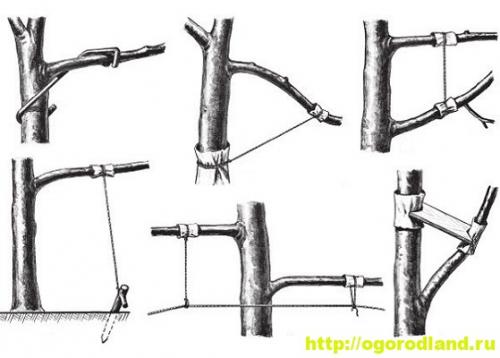 Какие методы ухода за плодовыми деревьями помогут получить больше и более качественный урожай. Здоровая крона дерева повышает урожайность