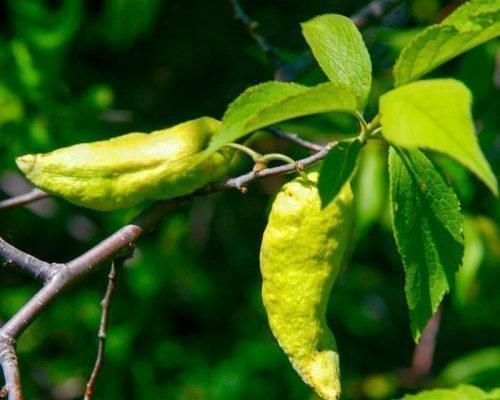 Слива чернеет и опадает. Причины и лечение черного налета на листьях сливы