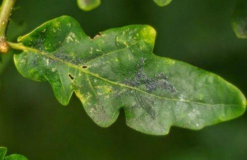 Слива чернеет и опадает. Причины и лечение черного налета на листьях сливы