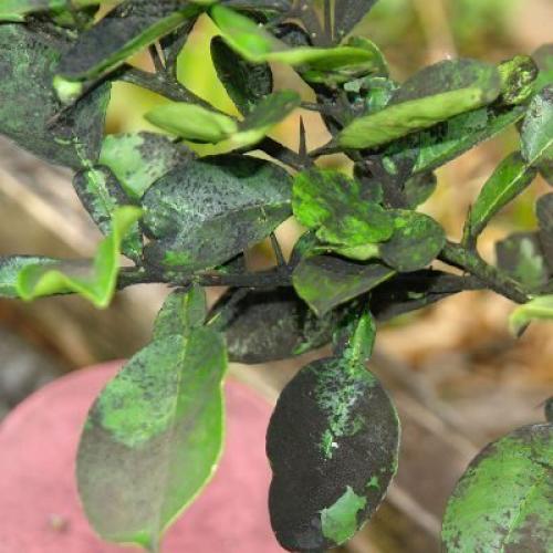 Слива чернеет и опадает. Причины и лечение черного налета на листьях сливы