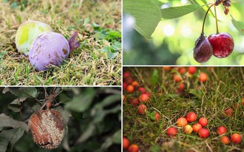 Опадает зеленая слива. Неправильный полив