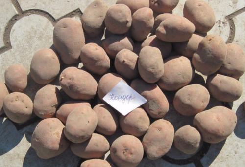 Картофель конкорд. Востребованный у садоводов всего мира — картофель Кондор: описание сорта и отзывы