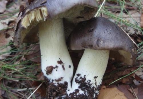 Как замариновать песочники. Грибы песочники рецепт маринования