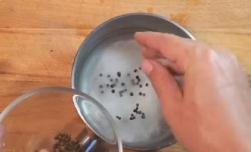 Рядовка фиолетовая. Как готовить грибы на зиму, описание, рецепты, правила безопасности, съедобная или нет 08