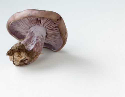 Фиолетовый гриб, как готовить. Как готовить фиолетовую рядовку. Рецепты заготовок рядовки фиолетовой на зиму