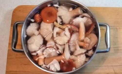 Рядовка фиолетовая. Как готовить грибы на зиму, описание, рецепты, правила безопасности, съедобная или нет 05