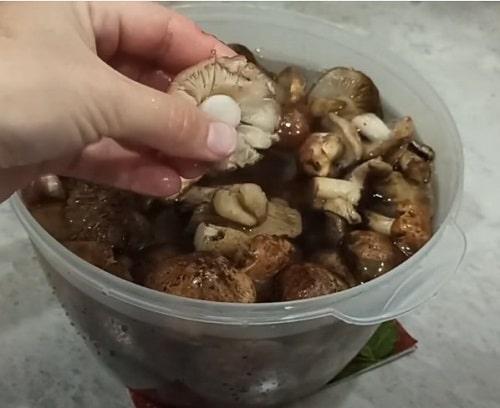 Как замариновать грибы рядовки. Грибы рядовки на зиму — лучшие рецепты соления, маринования, икры