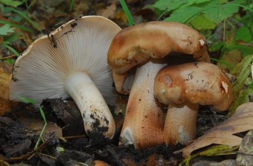 Как замариновать песочники. Грибы песочники рецепт маринования