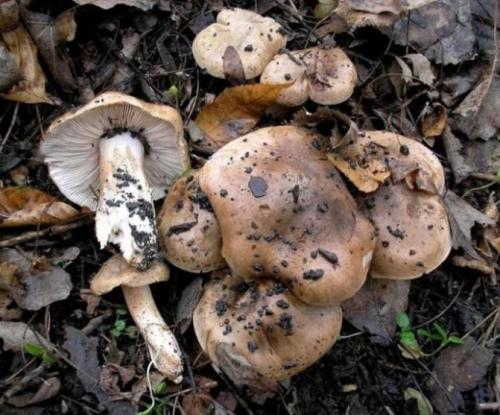 Соленые рядовки на зиму. Обработка и приготовление